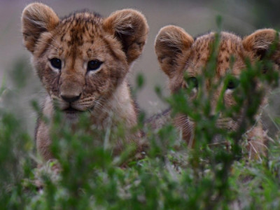 Join Us for the Green Earth Walk: A 20-Mile Hike to Support Wildlife Conservation